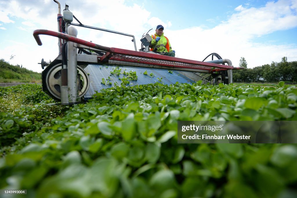 Furloughed British Workers Help With The Watercress Harvest