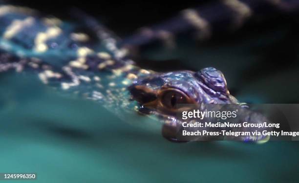 May 26: American Alligators on display at The Aquarium of the Pacific as it opens a new exhibit, Horses and Dragons, showcasing seahorses. In...