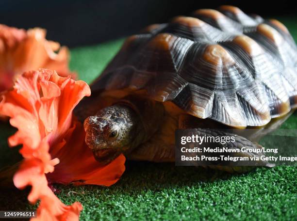 May 26: Burrego, an adult male tortoise eating his breakfast at The Aquarium of the Pacific as it opens a new exhibit, Horses and Dragons, showcasing...