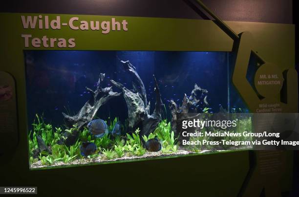 May 26: Cardinal Tetra on display at The Aquarium of the Pacific as it opens a new exhibit, Horses and Dragons, showcasing seahorses. In addition,...