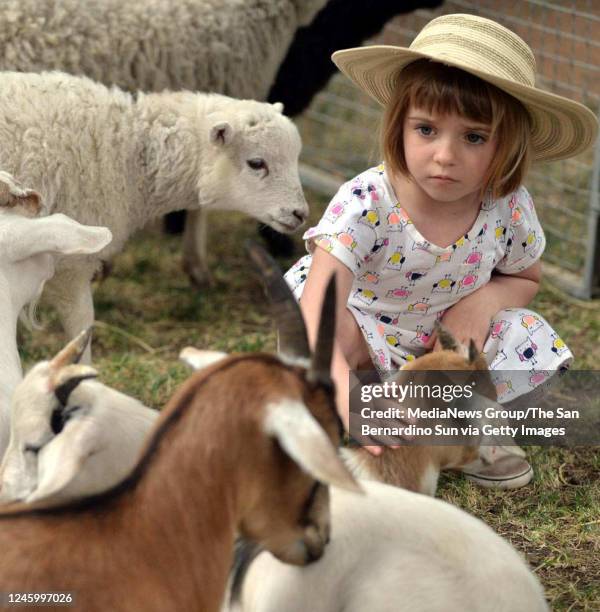 June 11: Chloe Moran pets a goat at the petting zoo during the Lavender Festival on Saturday, June 11, 2016 in Cherry Valley, Ca.