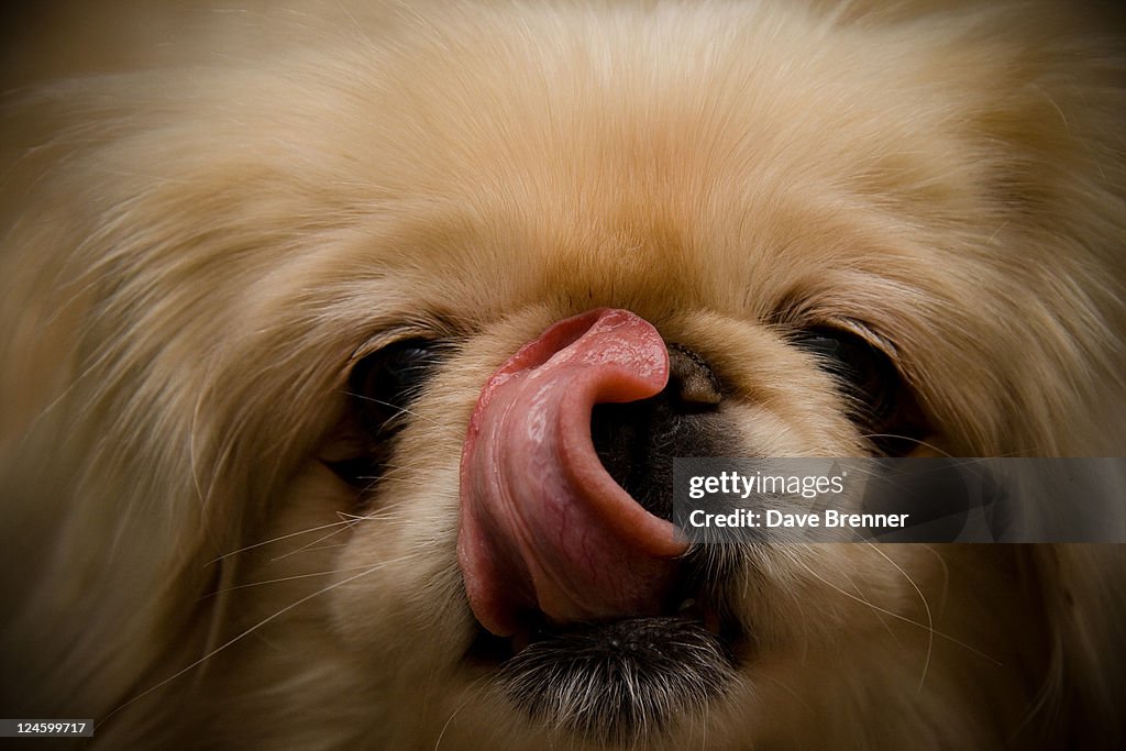 Hungry pekingese dog