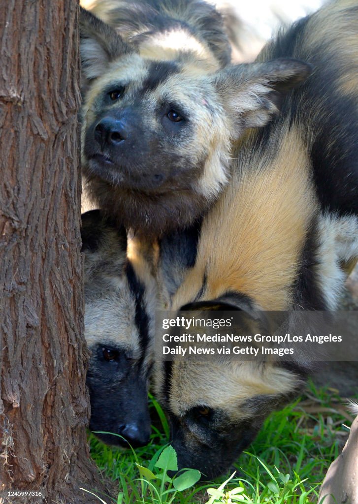 The Los Angeles Zoo Is Now Home To Three African Painted Dogs The the-los-angeles-zoo-is-now-home-to-three-african-painted-dogs-the