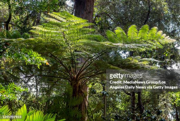 September 14: Australian Tree Fern, can reach a height of 13-20 feet at The Ancient Forest. Descanso Gardens has created The Ancient Forest: A...