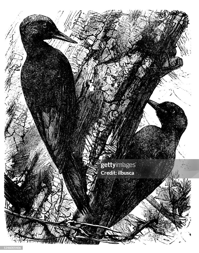 Ilustración antigua: pájaro carpintero negro (Dryocopus martius)