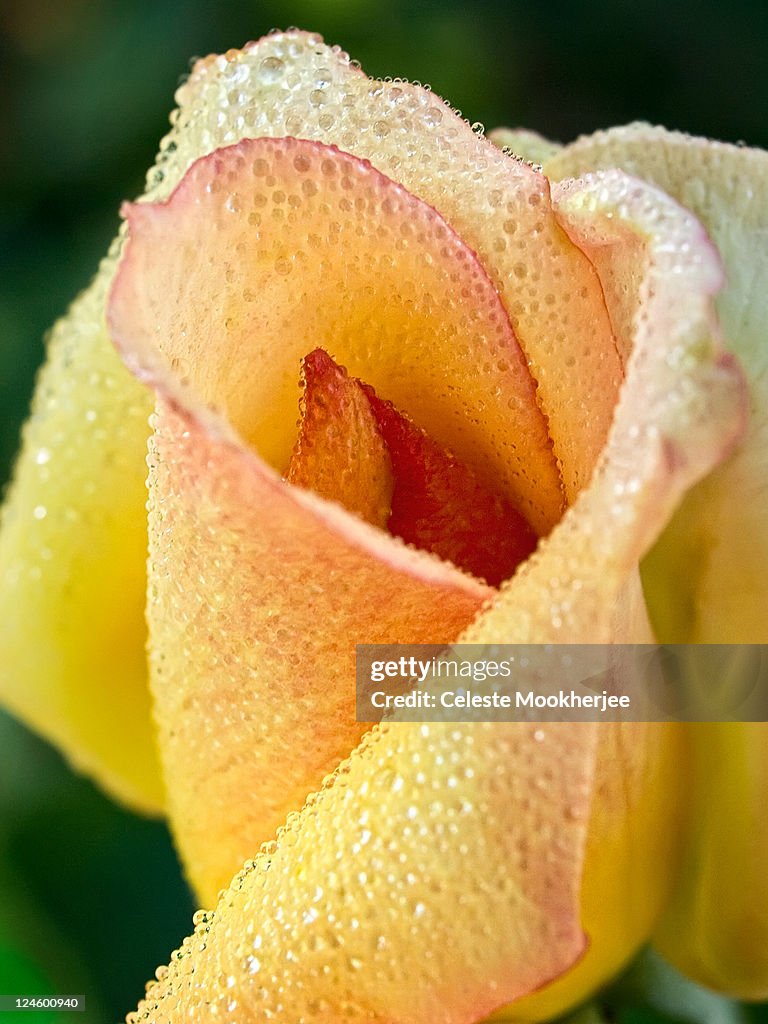 Bejeweled rose