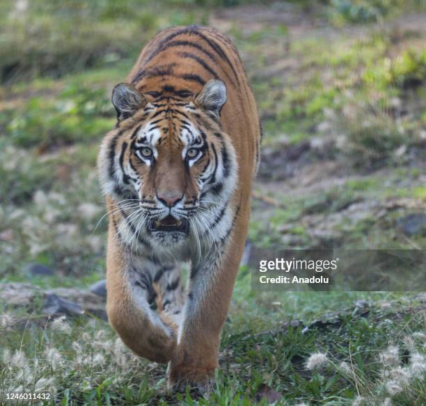 Bengal tiger is seen at Izmir Natural Life Park which is established on an area of 425 thousand square meters and is home to approximately 3,500 wild...