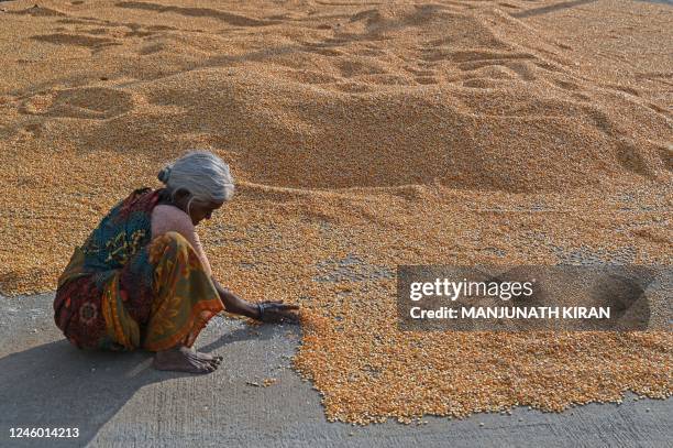 Woman spreads corn kernels for drying after husking on the outskirts of Bengaluru on January 5, 2023.