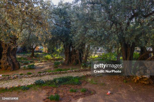 Gethsemane garden at the Mount of Olives in Jerusalem, Israel on December 29, 2022.