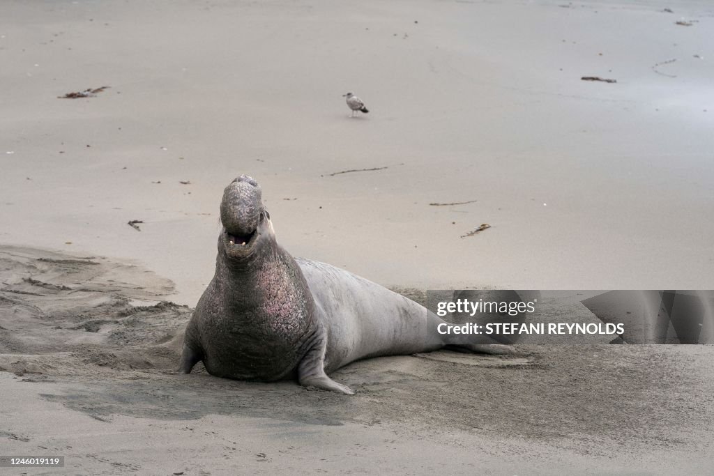 US-ANIMAL-SEAL