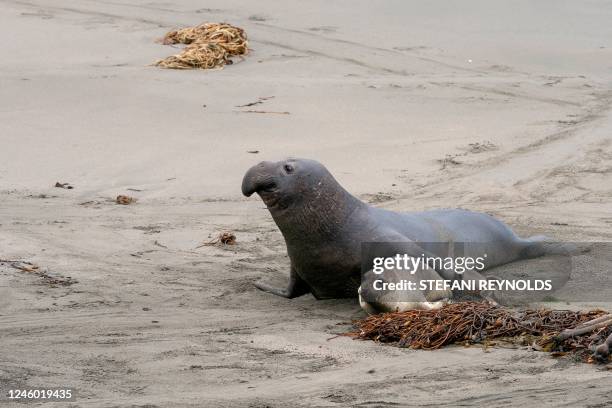 Elephant seals rest on the sand along the Piedras Blancas Light Station Elephant Seal Boardwalk in Ragged Point, California, on January 2, 2023.