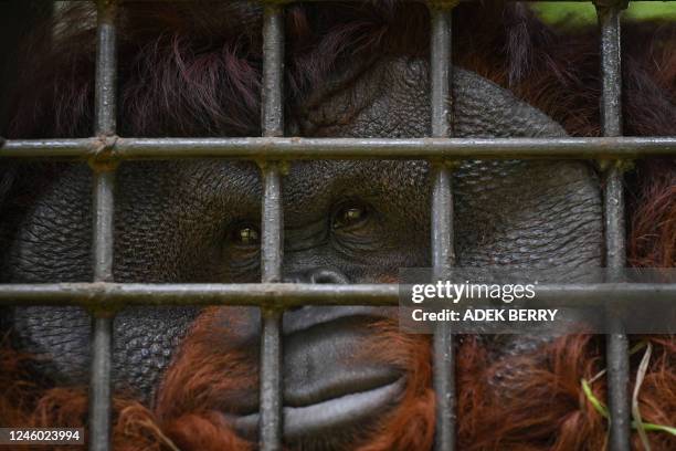 This picture taken on August 15, 2022 shows an orangutan looking out of its cage at the Arsari orangutan rehabilitation centre in Penajam Paser...