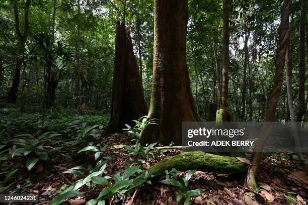 This picture taken on August 16, 2022 shows trees in a rainforest in Balikpapan, East Kalimantan. Located in eastern Borneo -- the world's...