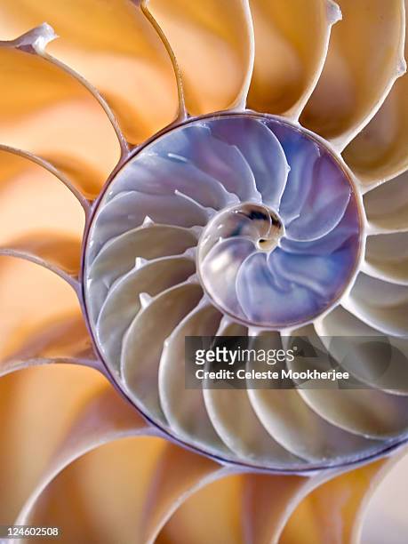 softly lit nautilus shell - nautilus stock pictures, royalty-free photos & images