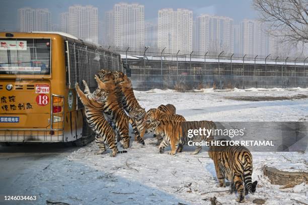 Siberian tigers are fed by visitors from a bus at the Siberian Tiger Park in Harbin, in China's northeastern Heilongjiang province, on January 6,...