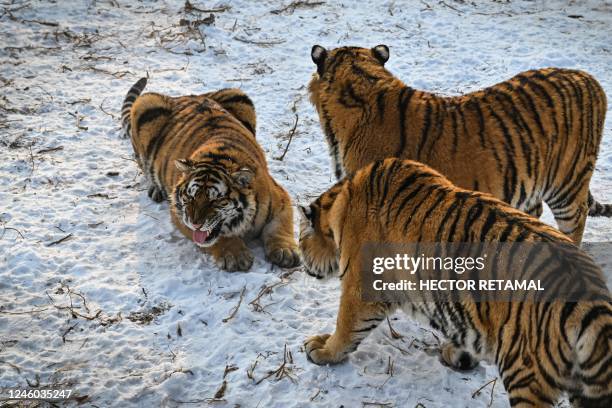 An ambush of Siberian tigers are seen at the Siberian Tiger Park in Harbin, in China's northeastern Heilongjiang province, on January 6, 2023.