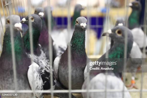 Show Racing Pigeons Racing Pigeon Show Photos and Premium High Res Pictures - Getty Images