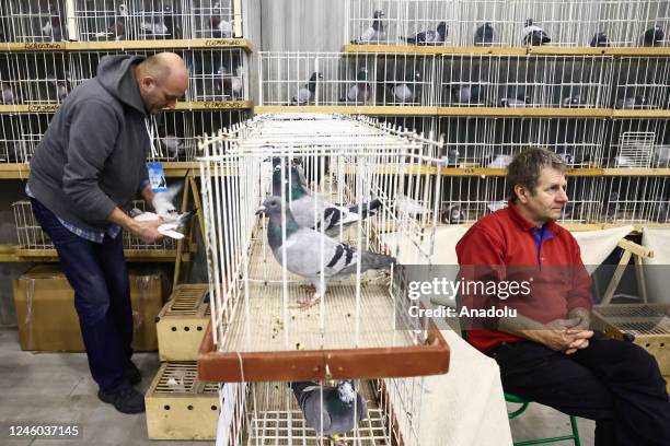 Show Racing Pigeons Racing Pigeon Show Photos and Premium High Res Pictures - Getty Images