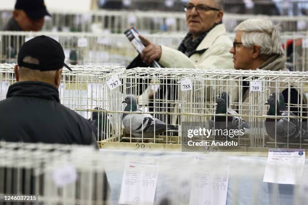 Show Racing Pigeons Racing Pigeon Show Photos and Premium High Res Pictures - Getty Images