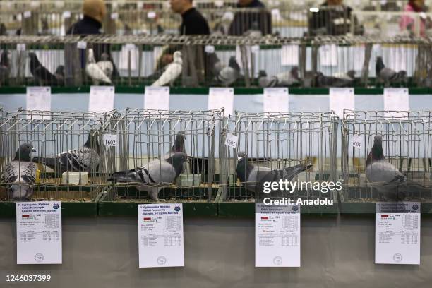 Show Racing Pigeons Racing Pigeon Show Photos and Premium High Res Pictures - Getty Images