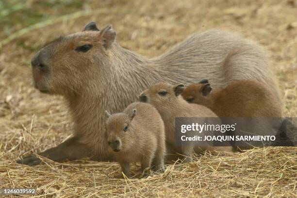 Capybara pups born on January 1 are pictured next to their mother at the Cali zoo, in Cali, Colombia, on January 6, 2023.