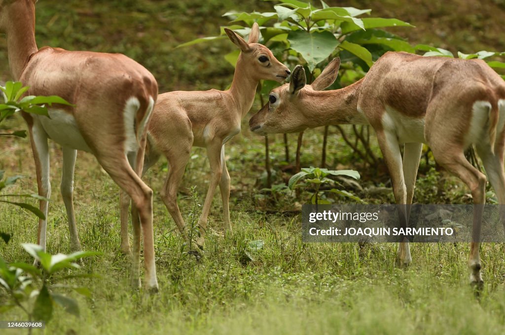 world of dogs - the antelope calf let out a muffled... An antelope calf born on December 21 is pictured at the Cali zoo, in ...