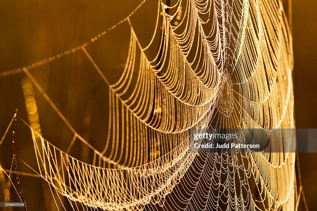 Morning web