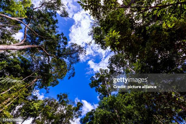 January 2023, Brazil, Manaus: Trees standing in the Amazon rainforest. Photo: Jens Büttner/dpa