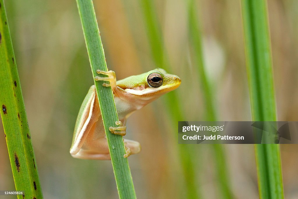 Green tree frog