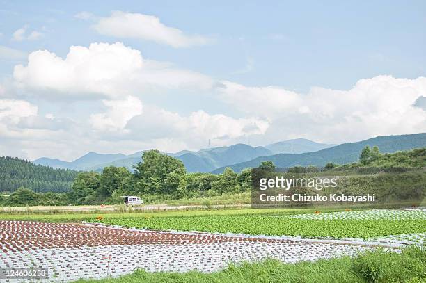 japanese summer field - nagano prefecture stock-fotos und bilder