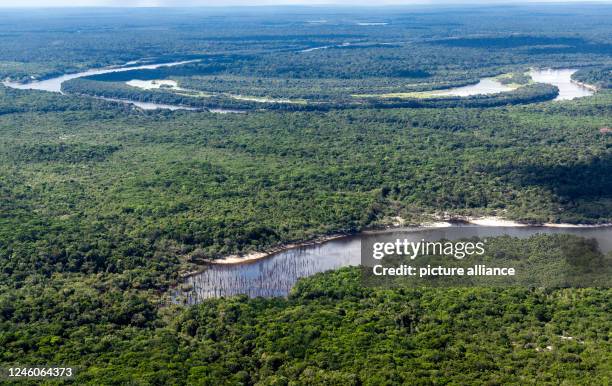 Amazon Meanders 7,031 Amazone Forrest Stock Photos, High-Res Pictures, and Images ...