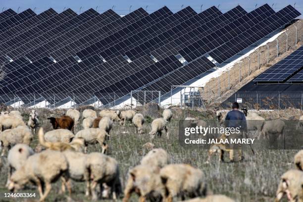 Shepherd and his dog look on as a flock of sheep grazes near solar panel rows laid out at a farm on the outskirts of Moshav Haspin in the...