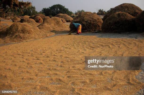 Local village farmers are seen busy harvesting paddy in Balichhai village in south Odisha's Ganjam district, 160 km away from the eastern Indian...