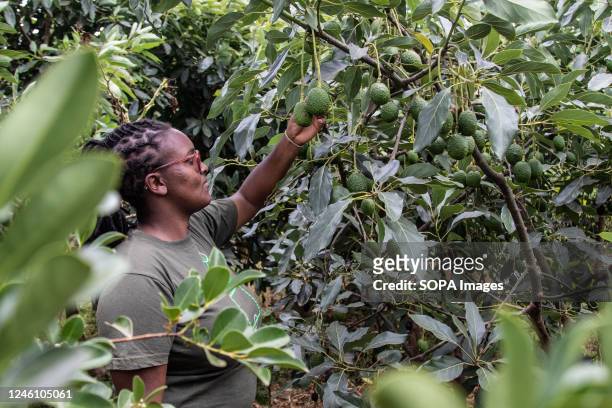 Monica Njoroge inspects avocados at her fathers small holder fruit farm in Bahati, Nakuru County. With climate change affecting agricultural...