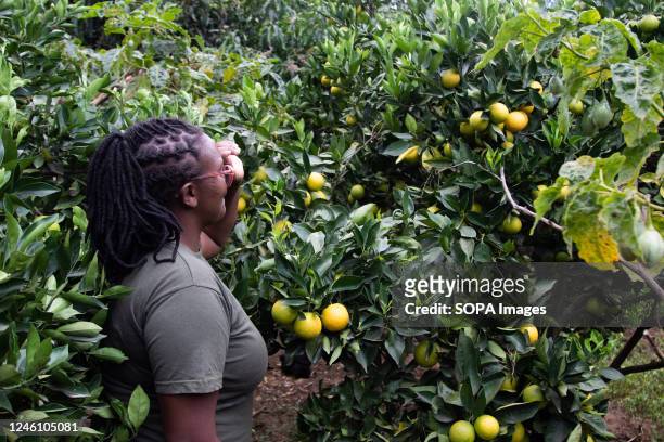 Monica Njoroge inspects oranges at her fathers small holder fruit farm in Bahati, Nakuru County. With climate change affecting agricultural...