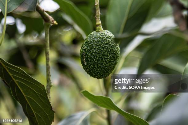 Avocado fruit almost ready for harvest at a smallholder fruit farm in Bahati, Nakuru County. With climate change affecting agricultural production,...