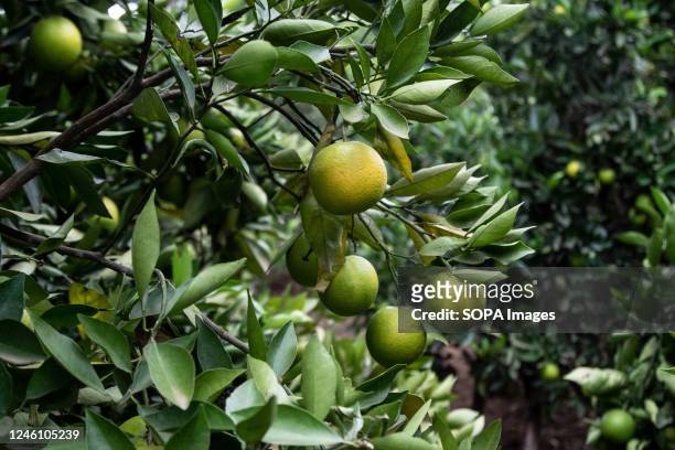 Ripening oranges at a smallholder fruit farm in Bahati, Nakuru County. With climate change affecting agricultural production, most farmers are...