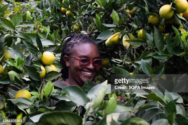 Monica Njoroge inspects oranges at her fathers small holder fruit farm in Bahati, Nakuru County. With climate change affecting agricultural...