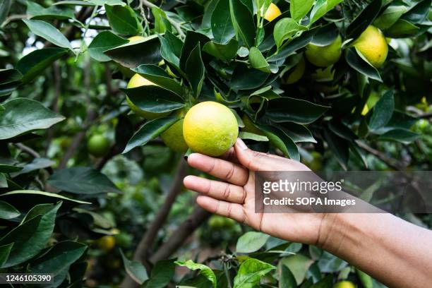 Detail of a hand inspecting an orange at a small holder fruit farm in Bahati, Nakuru County. With climate change affecting agricultural production,...