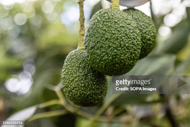 Avocado fruits almost ready for harvest at a smallholder fruit farm in Bahati, Nakuru County. With climate change affecting agricultural production,...