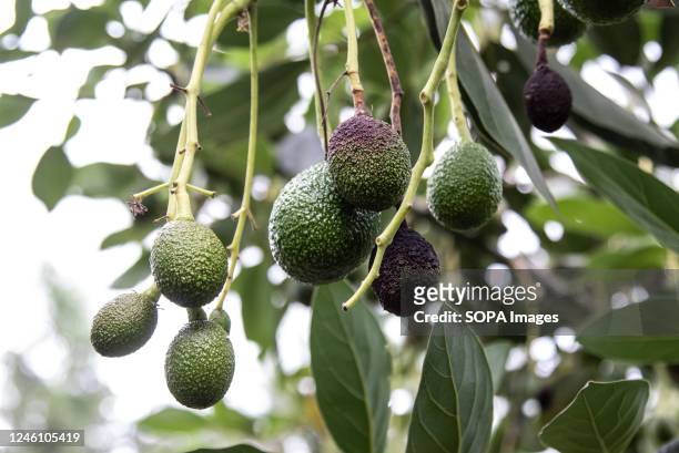 View of poorly developed avocado fruits at a smallholder fruits farm in Bahati, Nakuru County. With climate change affecting agricultural production,...