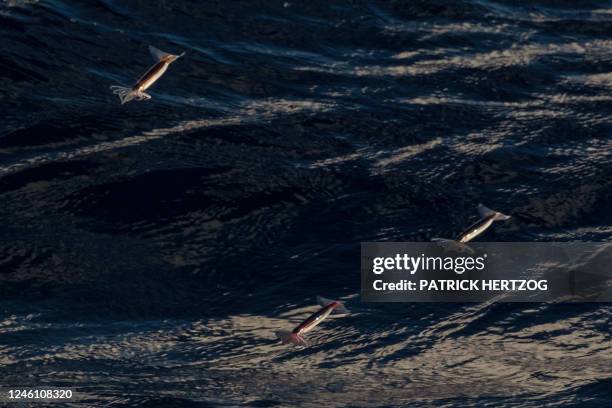 This photograph taken on January 9, 2023 shows squids flying out of water next to the multi purpose vessel 'Marion Dufresne' sailing on the way back...