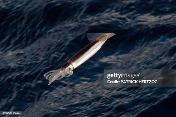 This photograph taken on January 9, 2023 shows a squid flying out of water next to the multi purpose vessel 'Marion Dufresne' sailing on the way back...