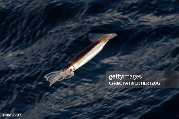 Japanese Flying Squid