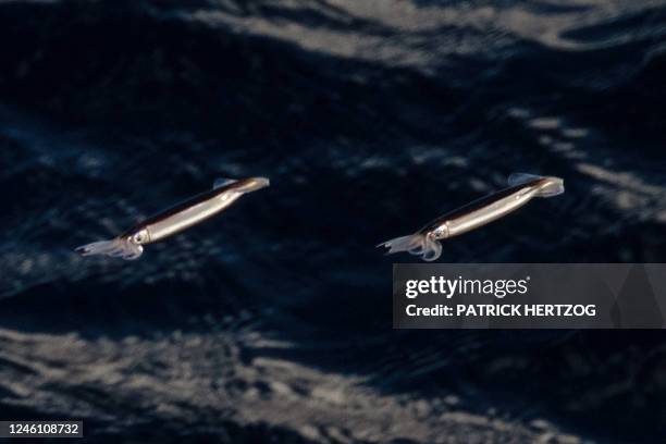 This photograph taken on January 9, 2023 shows squids flying out of water next to the multi purpose vessel 'Marion Dufresne' sailing on the way back...