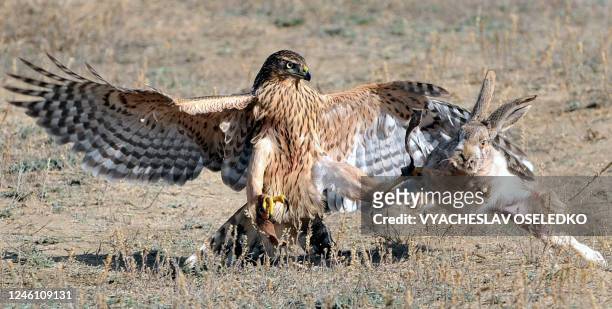 Hunting bird chases and catches its prey, a hare, during a traditional hunting festival in the Kyrgyz village of Bokonbayevo, 250 km of Bishkek, on...