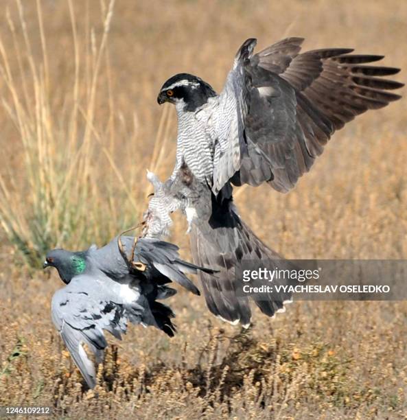 Hunting bird chases and catches its prey, a pigeon, during a traditional hunting festival in the Kyrgyz village of Bokonbayevo, 250 km of Bishkek, on...