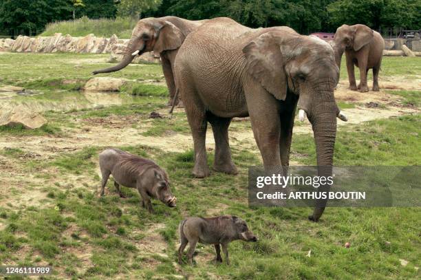 Photo non datée, prise au Parc animalier de Thoiry d'éléphants et phacochères. Pour rendre leurs éléphants d'Afrique plus actifs, les responsables de...