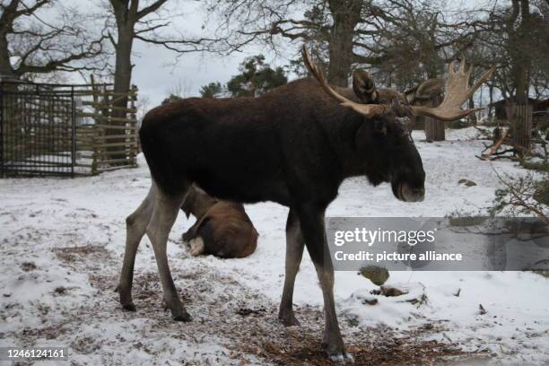 December 2022, Sweden, Stockholm: A bull moose named Zilke stands in the Skansen open-air museum in Stockholm. The climate crisis is not leaving the...