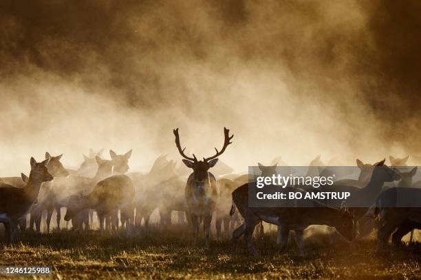 The rising sun sheds light on deer as morning mist lifts from a meadow in Randers Dyrehave by Fladbro in Jutland, Denmark, on January 10, 2023. -...